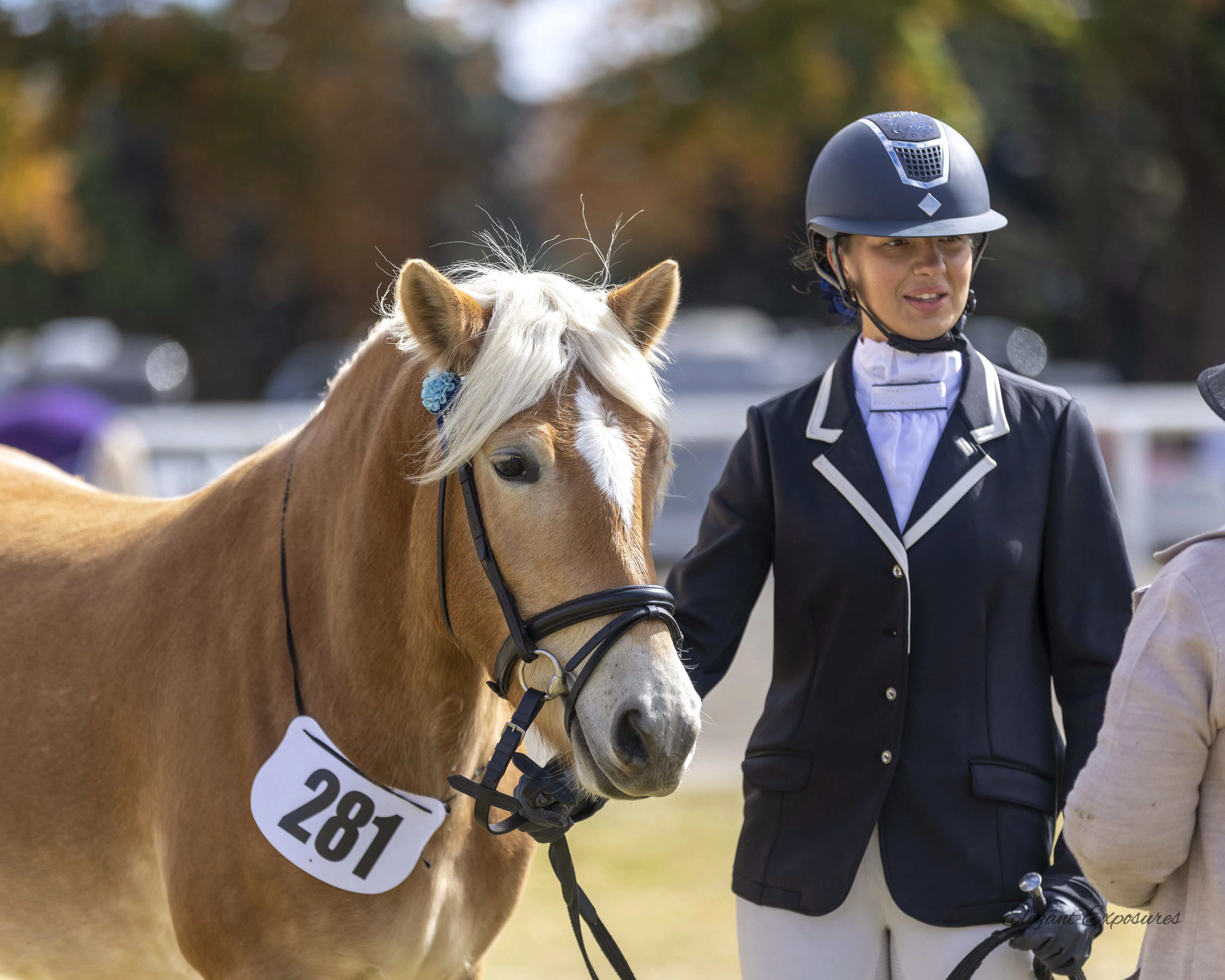 Haflinger horse